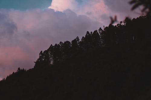 구름, 나무, 실루엣의 무료 스톡 사진
