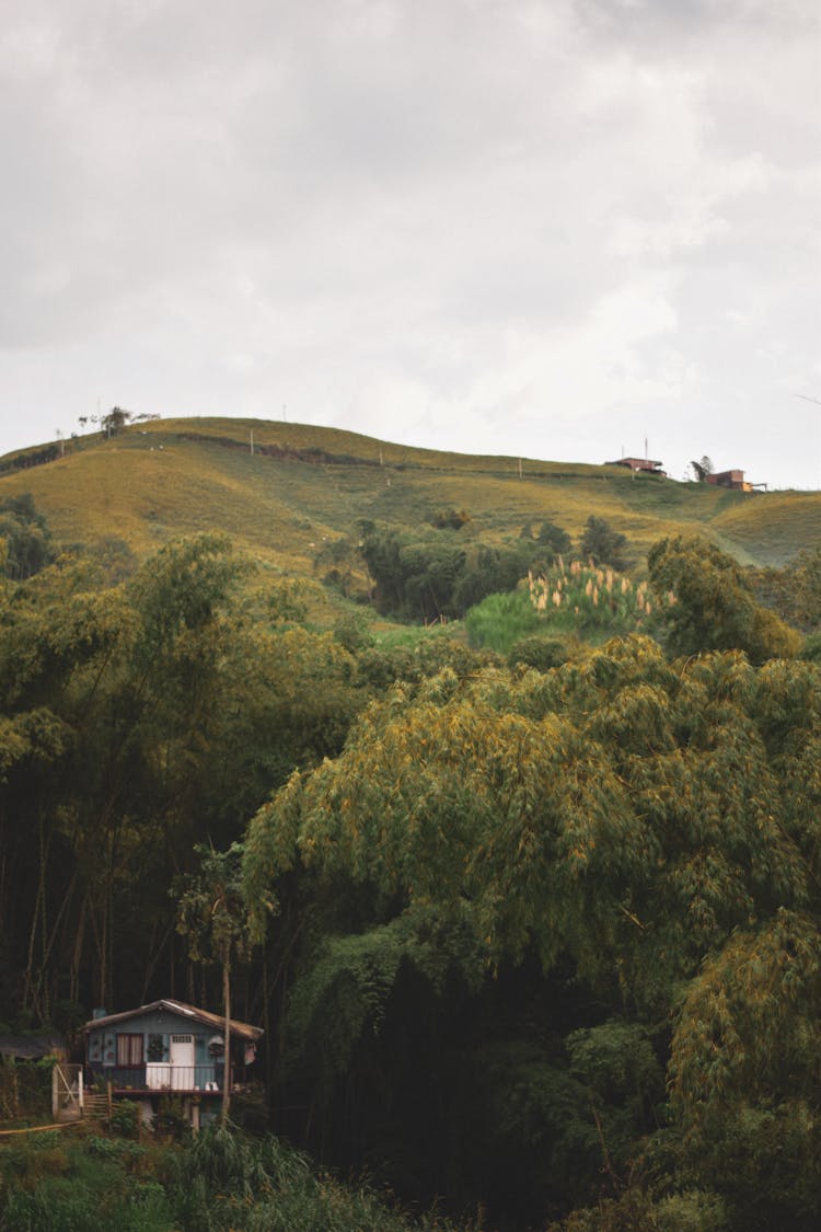 Green Grass Growing On Top Of Lush Hill