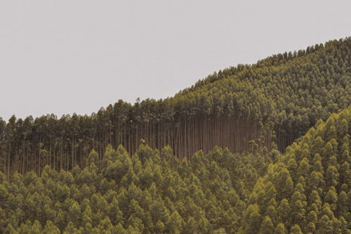 Photos gratuites de arbres verts, bois, forêt