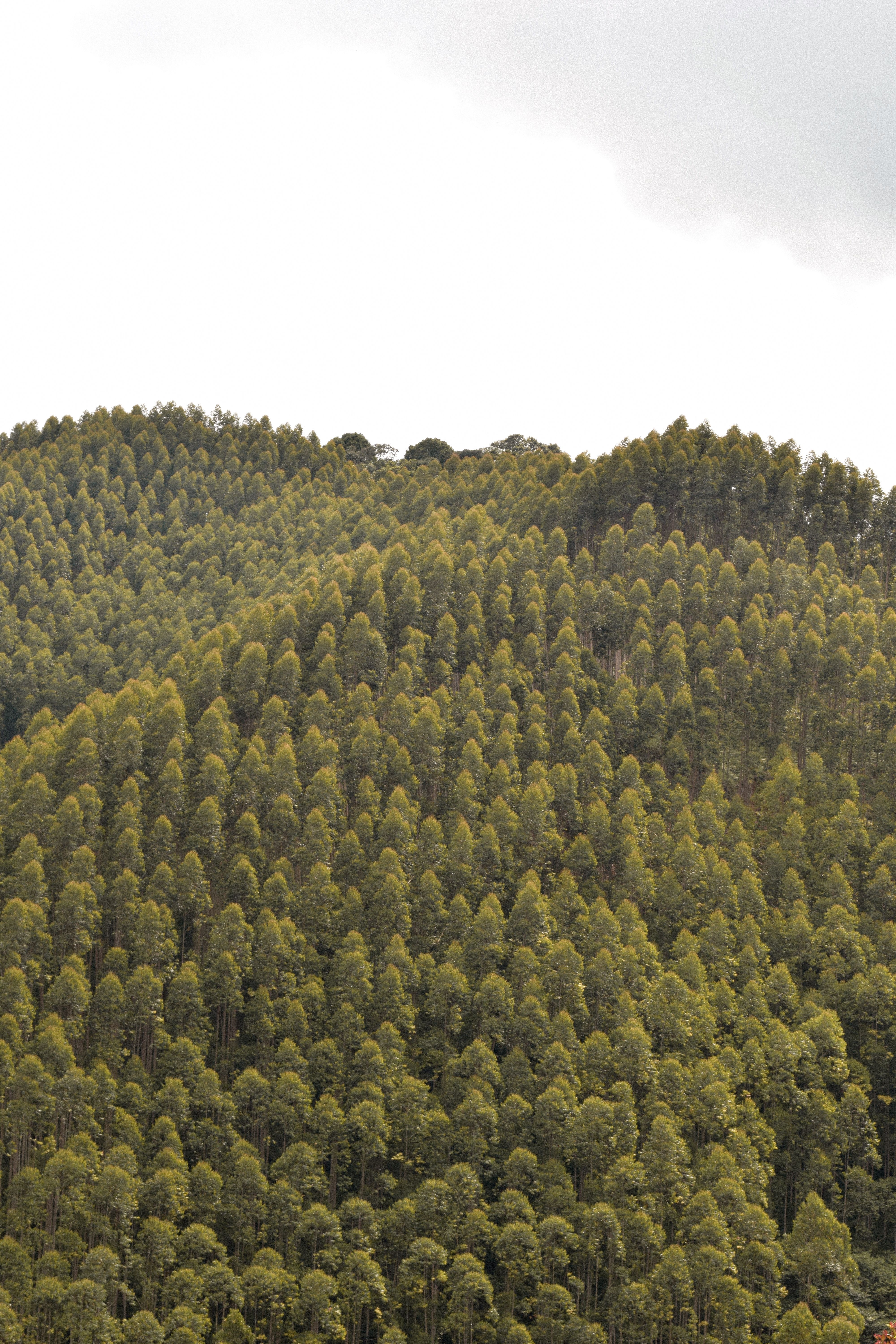 Explore this tranquil forest scene featuring densely packed trees on lush green hills under a cloudy sky.