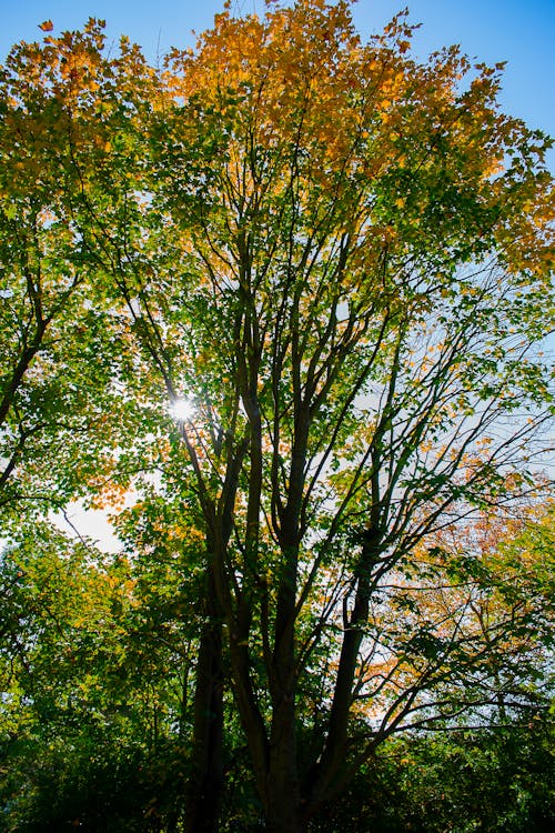 Gratis Immagine gratuita di alberi, autunno, luce del sole Foto a disposizione