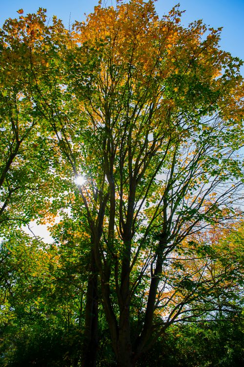 Free Beautiful autumn trees with sunlight shining through vibrant leaves, showcasing seasonal colors. Stock Photo
