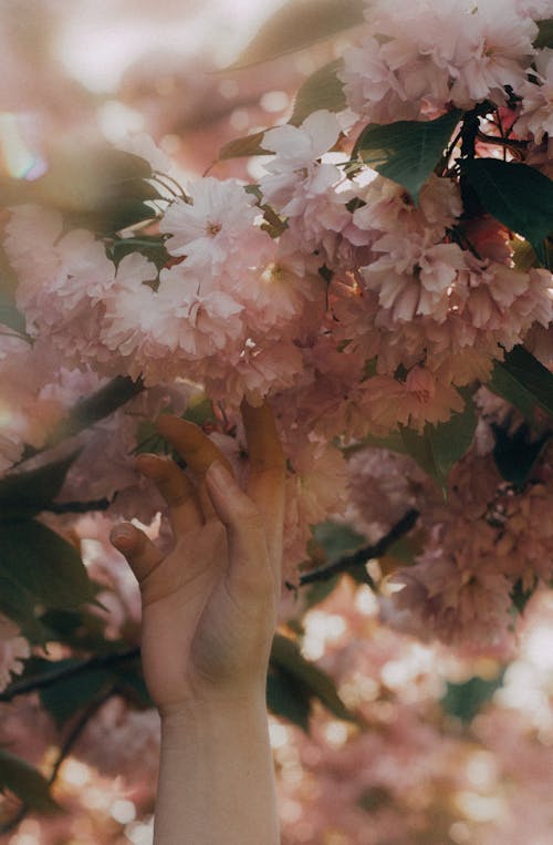 Woman Hand Touching Tree Blossom