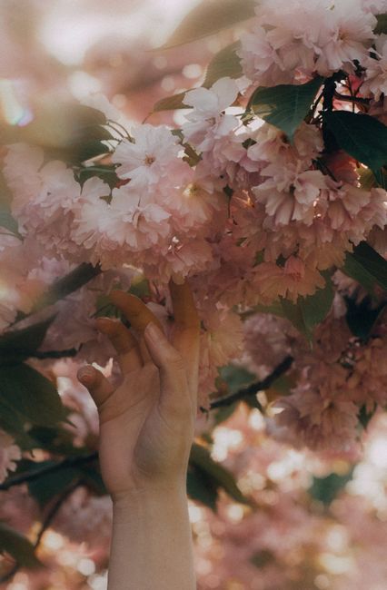 A hand gently touching vibrant cherry blossoms, capturing the essence of spring in Dnipro, Ukraine.