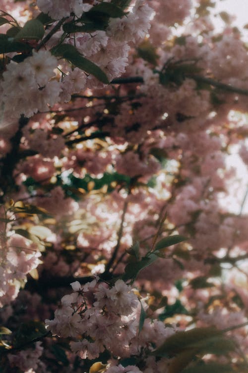 免費 垂直拍攝, 季節, 春天 的 免費圖庫相片 圖庫相片