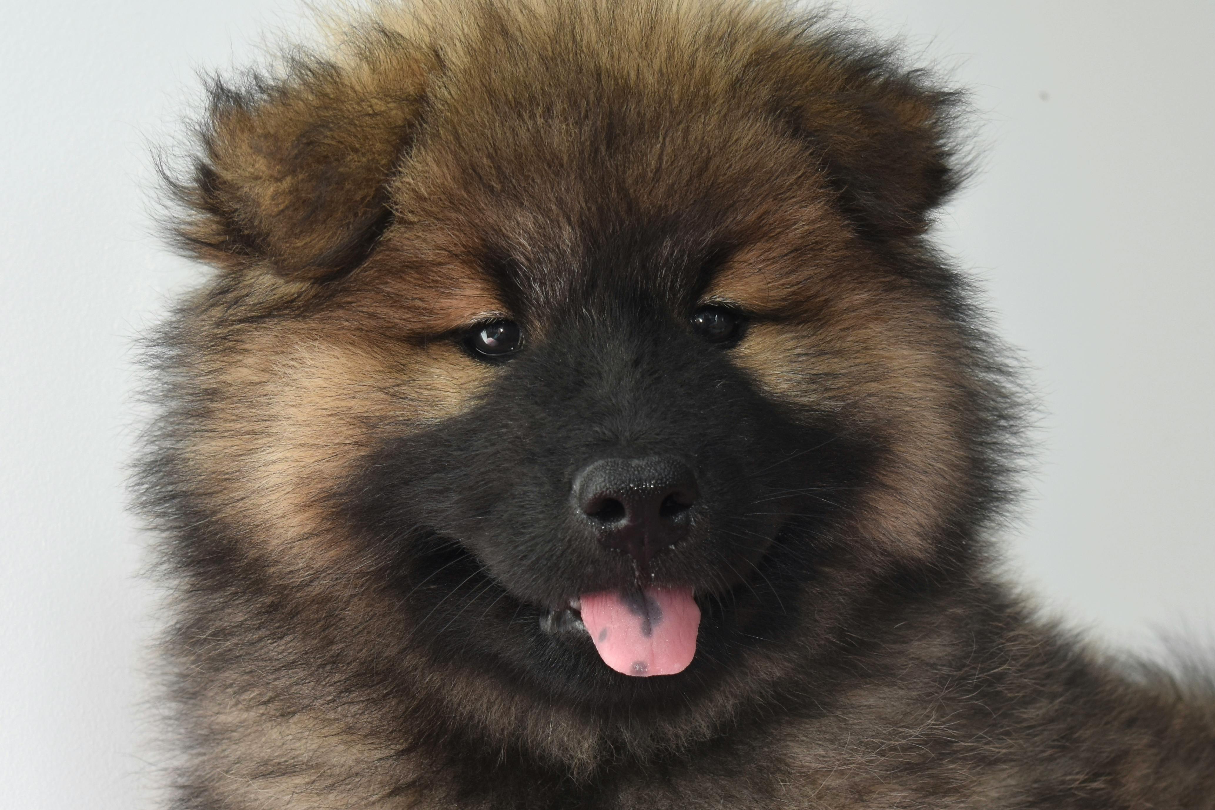Free Close-up of a cute fluffy dog with its tongue out, showcasing its playful nature. Stock Photo