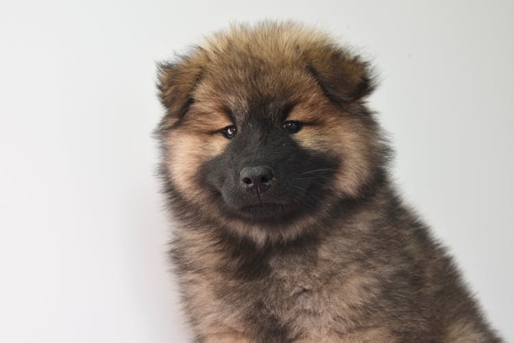 Brown Chow Chow Puppy