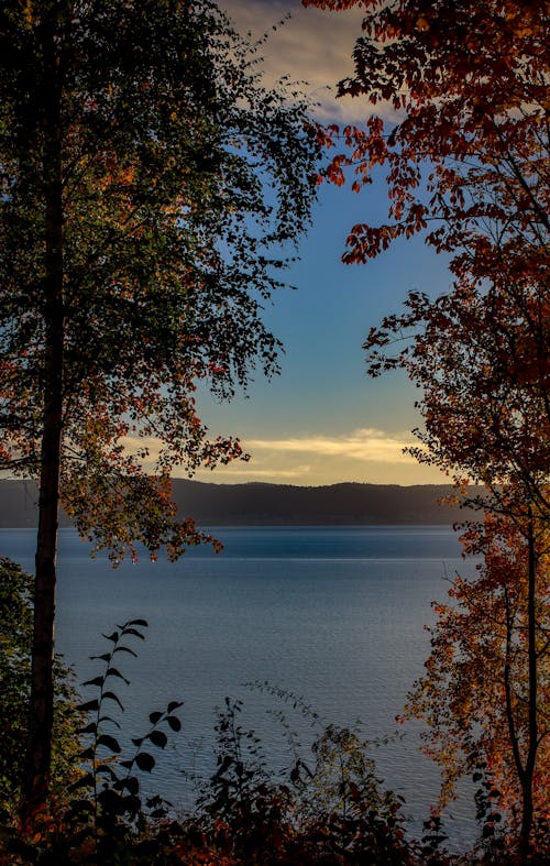 Trees and Lake behind in Autumn