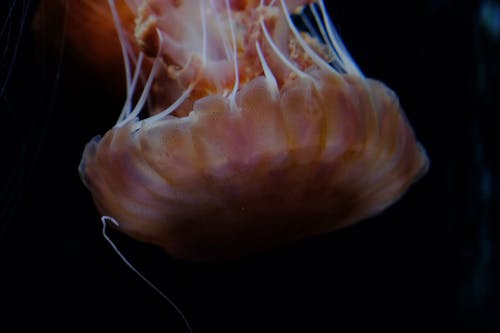Jellyfish Macro Photography