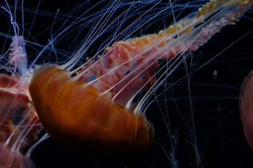 Foto profissional grátis de água-viva, animal, embaixo da água