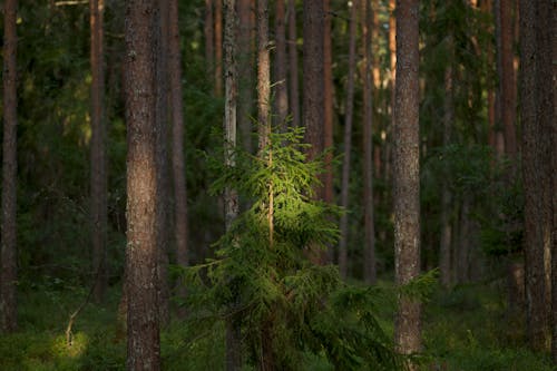 Ilmainen kuvapankkikuva tunnisteilla luonto, metsä, puunrungot Kuvapankkikuva