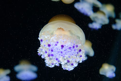 Close-Up Photograph of a Jellyfish