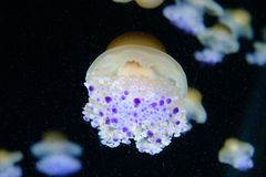 Buada Lagoon Reef
