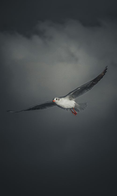 Free A seagull gracefully flying against a stormy, moody sky, symbolizing freedom and grace. Stock Photo