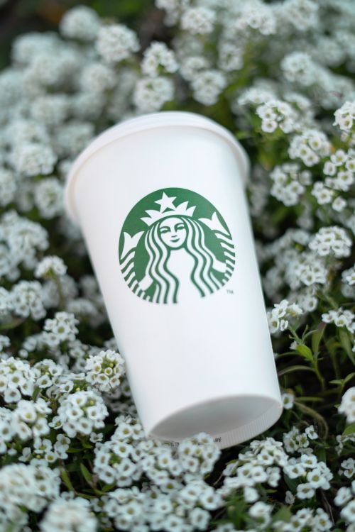 Free A paper coffee cup surrounded by blooming white flowers, offering a serene outdoor vibe. Stock Photo