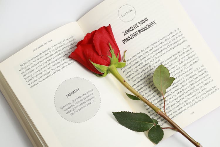 A Red Rose On The Open Book