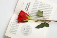 A vibrant red rose placed on an open book, symbolizing romance and literature.