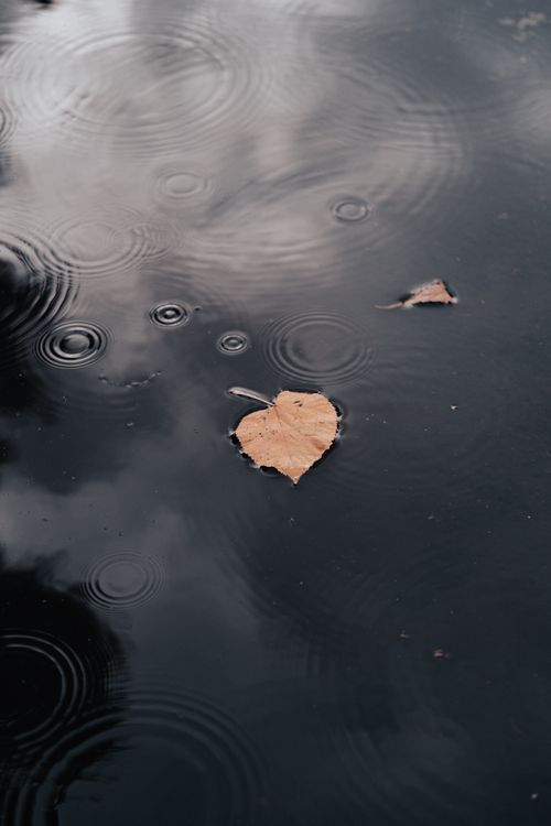 Brown Autumn Leaves on the Water · Free Stock Photo