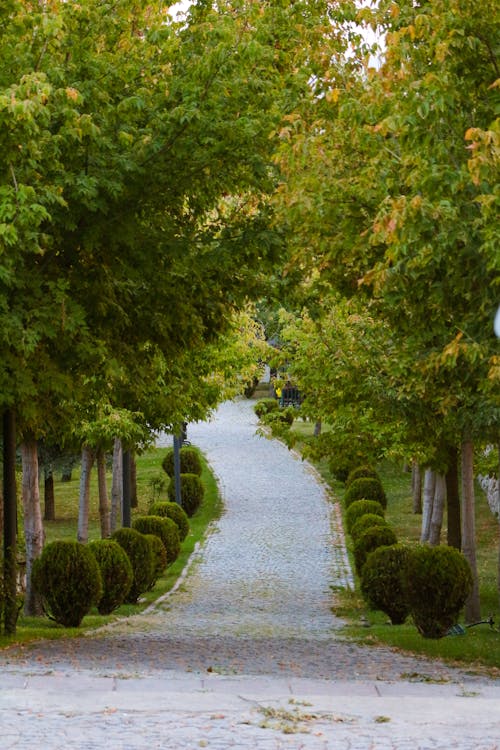 Imagine de stoc gratuită din arbori, arbori veșnic verzi, cale pavată