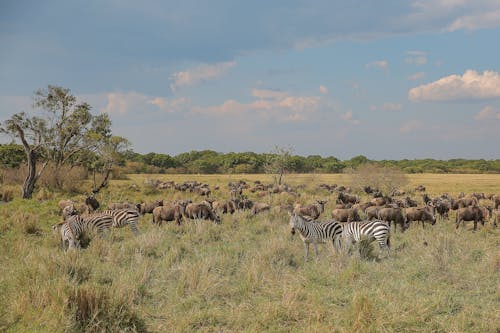 Herd of Animals on the Serengeti Plains