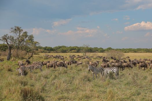 Serengeti National Park, Tanzania photo 19