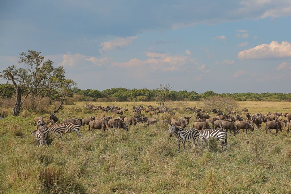 Safari Showdown: Maasai Mara vs Serengeti Adventures