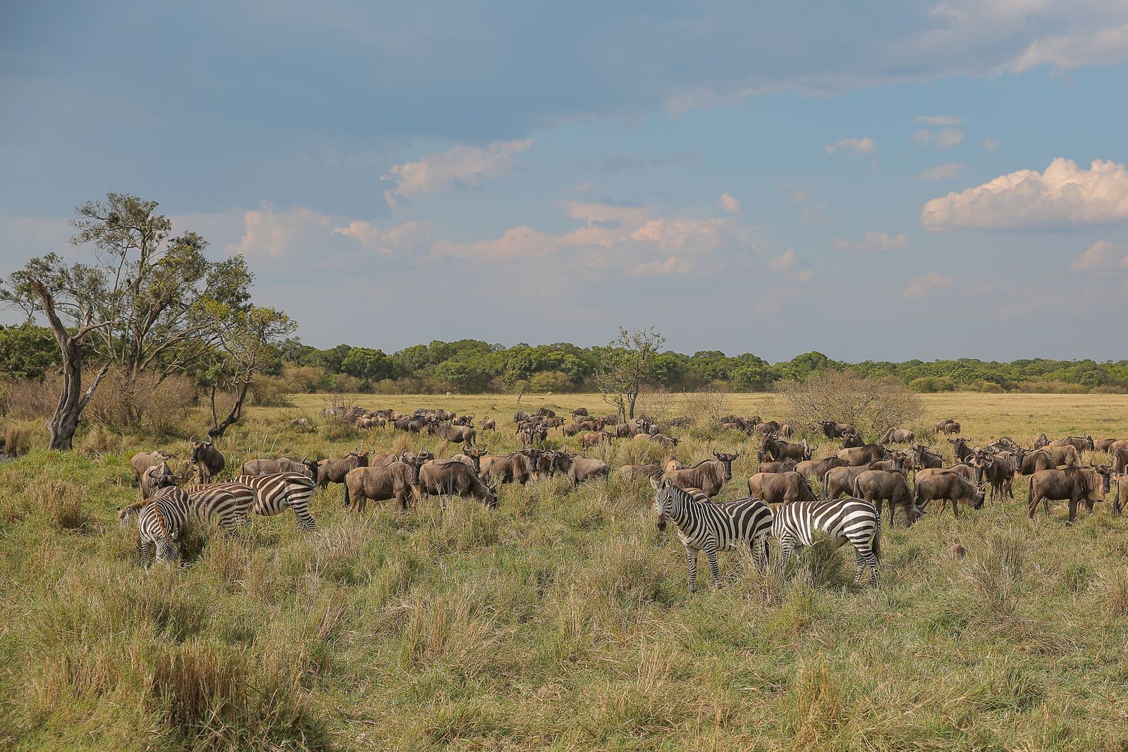 Sarova Mara Game Camp