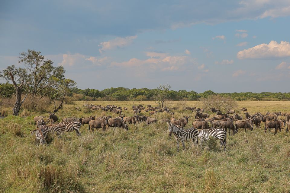 8 Day Serengeti Safari