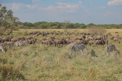 Herd of Zebras and Antelopes