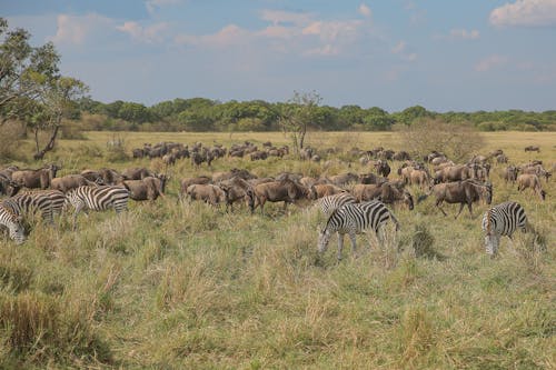 Základová fotografie zdarma na téma Afrika, antilopy, fotografie divoké přírody