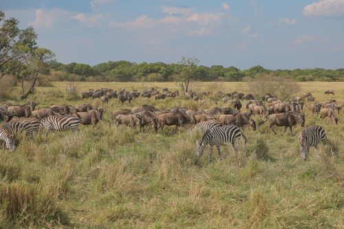 Free A scenic view capturing zebras and wildebeests grazing in the African savanna, showcasing wildlife diversity. Stock Photo