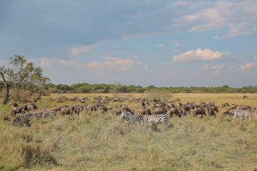 Animals on Green Grass Field