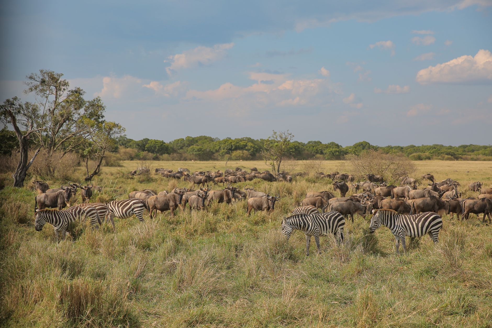 Serengeti, Tanzania