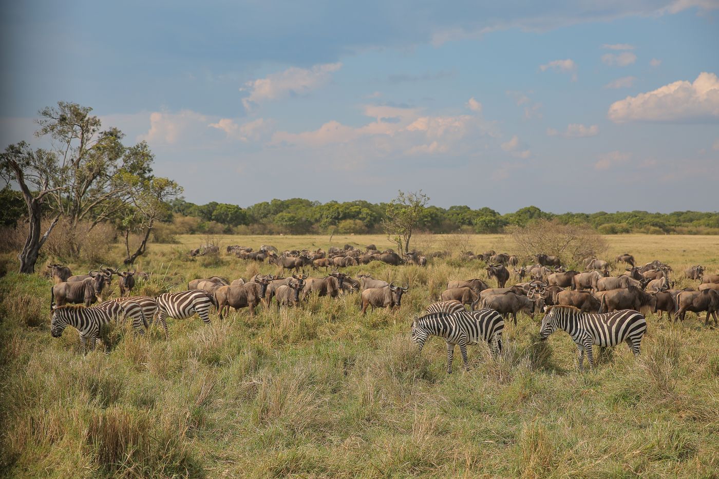 A mixed herd of wildebeest and zebra grazing together on the open savanna grassland of the Serengeti during the annual migration