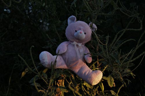 Free A teddy bear nestled in dense greenery during twilight. Stock Photo