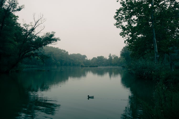 A Duck On The Lake 