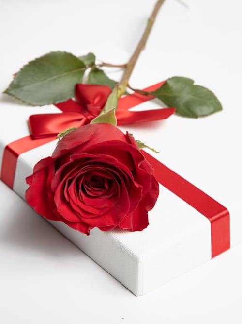 Red Rose on White and Red Gift Box