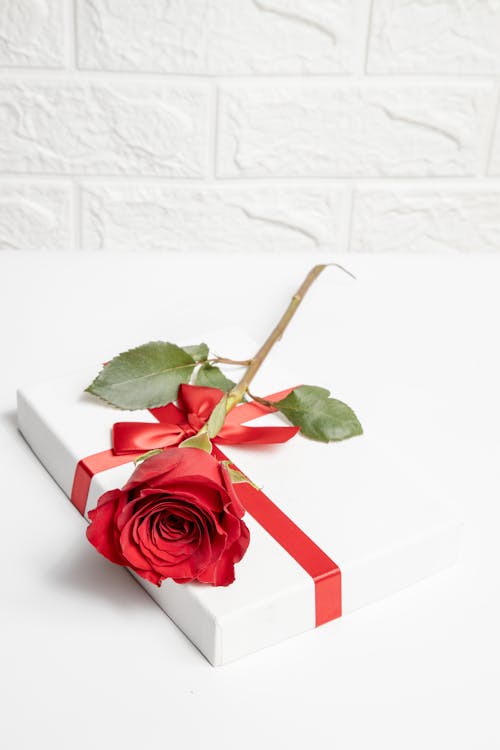 Free Red Rose on White Book Stock Photo