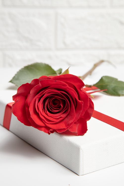 Blooming Red Rose on Gift Box 