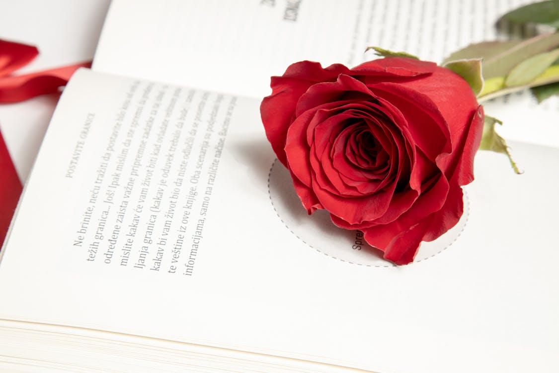 Red Rose over an Open Book Pages · Free Stock Photo