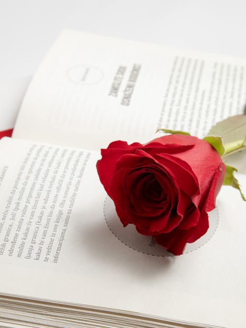 Free A vibrant red rose lying on open book pages symbolizing romance and literature. Stock Photo