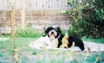 花园里阳光明媚，一只可爱的黑白狗躺在毯子上