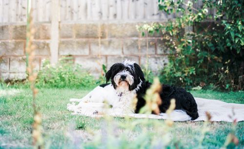Free A cute black and white dog rests on a blanket in a sunny garden. Stock Photo