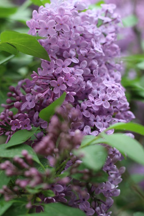 Delicate Common Lilac Flowering Plant