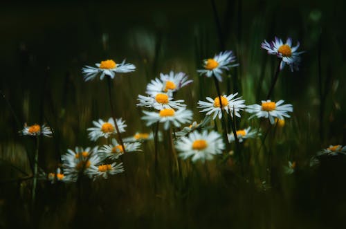 무료 데이지 꽃의 선택적 초점 사진 스톡 사진