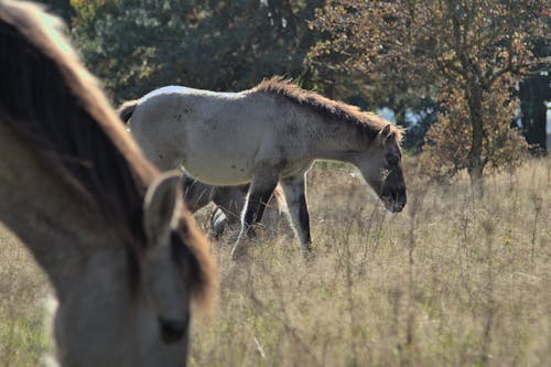 Free Wild horses  Stock Photo