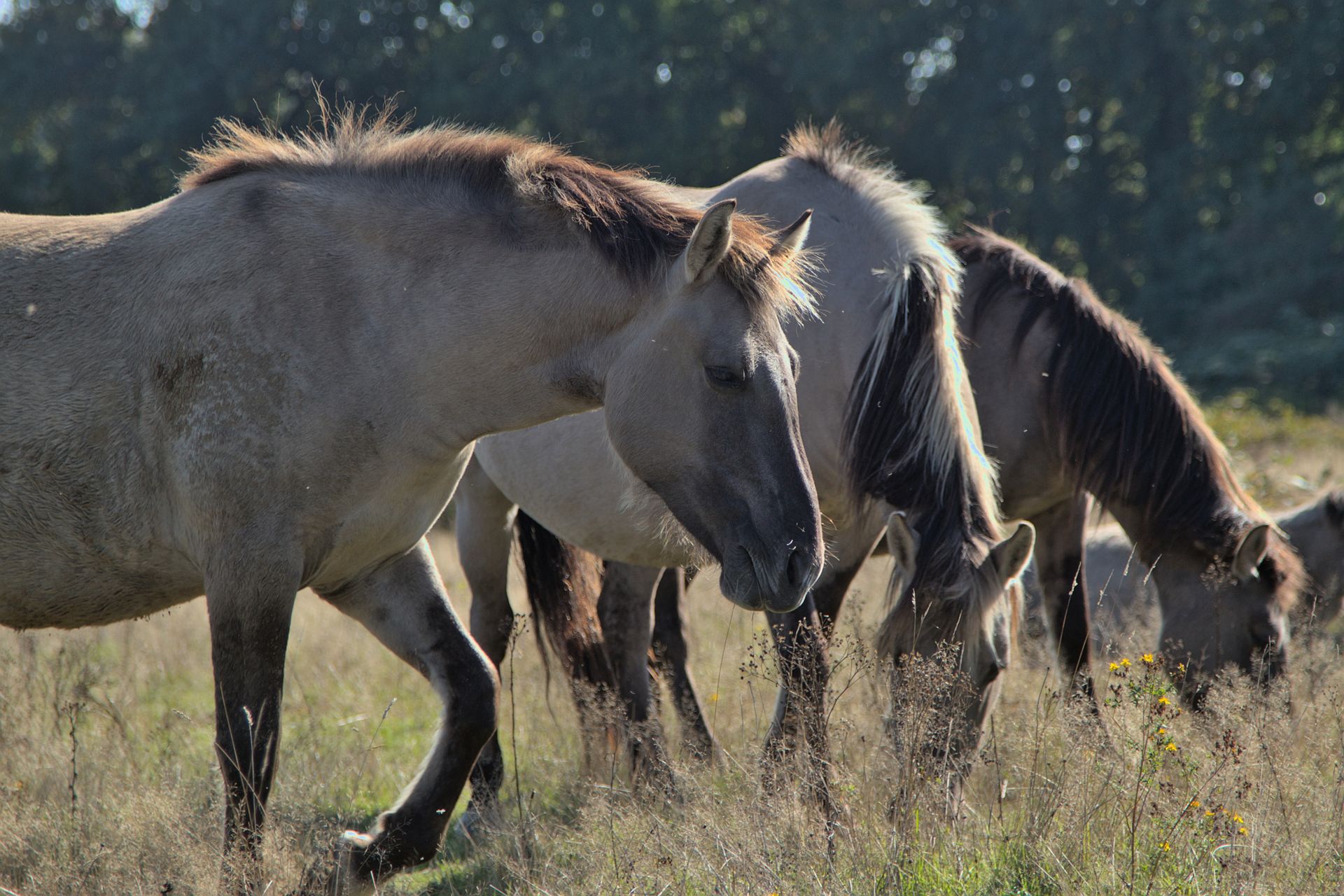 A serene scene of wild horses grazing in a sunlit meadow. Perfect for nature lovers.