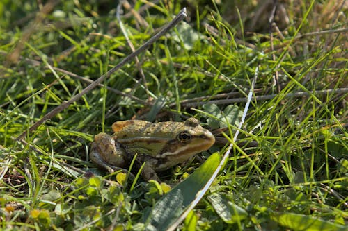 Free A Frog on the Grass Stock Photo
