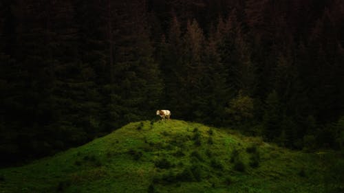 Free stock photo of animal, coniferous, cow