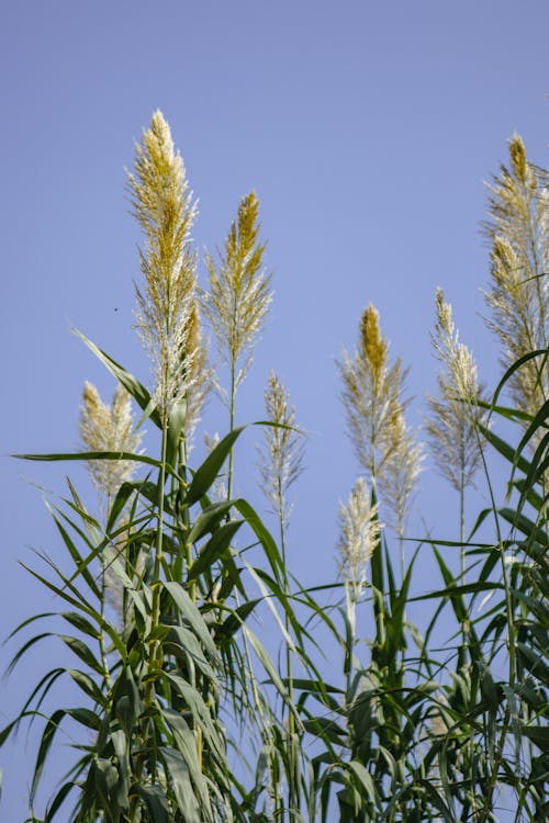 Fotos de stock gratuitas de agricultura, campo, cielo azul